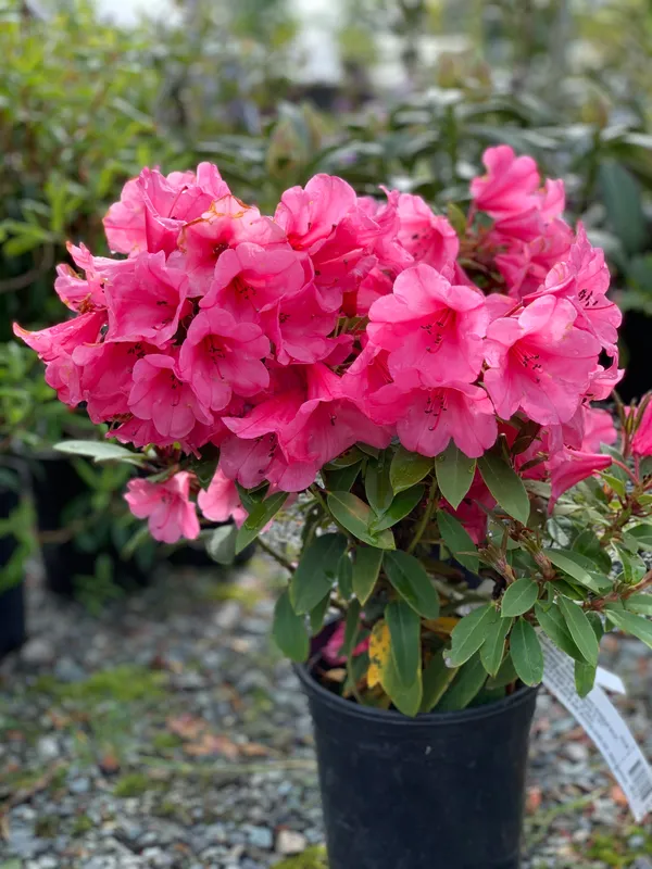 Beautiful_(Deep_Pink)_Azalea_Flowering_Plant_&_Tree_For_Shrub/Bush/Home_Gardening_(Hybrid,_Pack_Of_1)
