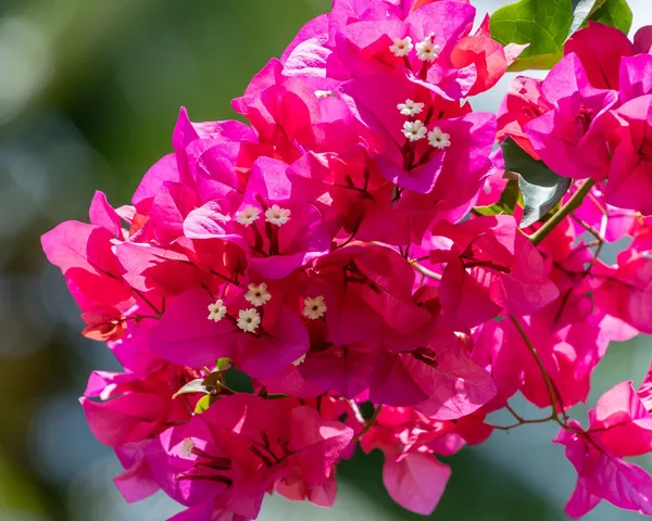 Beauty_Bougainvillea_(Grafted)_Pink_Thoka_?_Hybrid_Flowering_Plants_(Pack_Of_1)