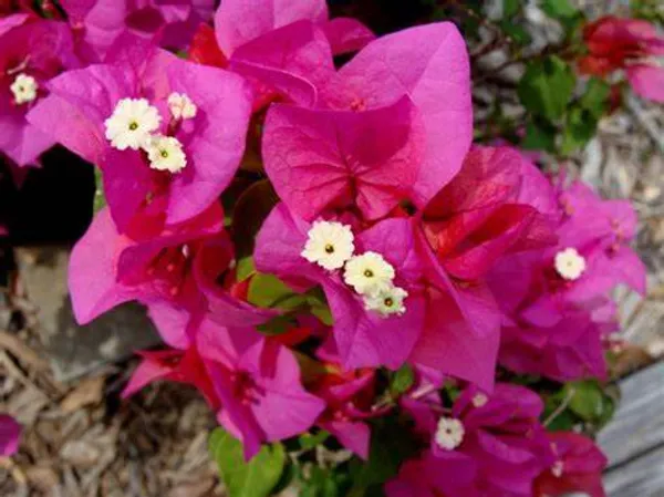 Beauty_Bougainvillea_(Grafted)_Pink_Thoka_?_Hybrid_Flowering_Plants_(Pack_Of_1)