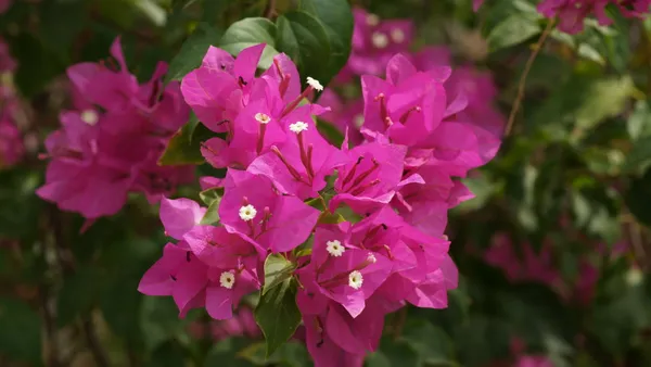 Beauty_Bougainvillea_(Grafted)_Pink_Thoka_?_Hybrid_Flowering_Plants_(Pack_Of_1)