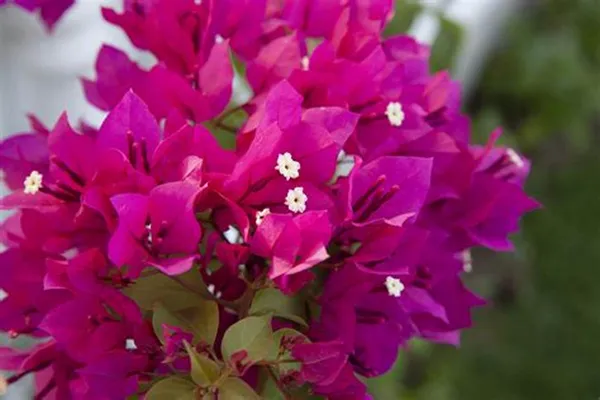 Beauty_Bougainvillea_(Grafted)_Pink_Thoka_?_Hybrid_Flowering_Plants_(Pack_Of_1)
