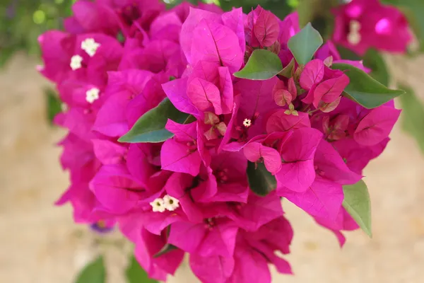 Beauty_Bougainvillea_(Grafted)_Pink_Thoka_?_Hybrid_Flowering_Plants_(Pack_Of_1)