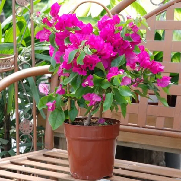Beauty_Bougainvillea_(Grafted)_Pink_Thoka_?_Hybrid_Flowering_Plants_(Pack_Of_1)