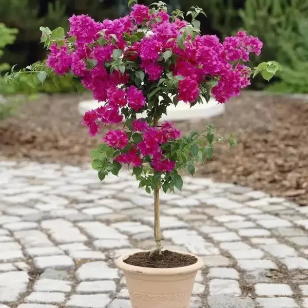Beauty_Bougainvillea_(Grafted)_Pink_Thoka_?_Hybrid_Flowering_Plants_(Pack_Of_1)