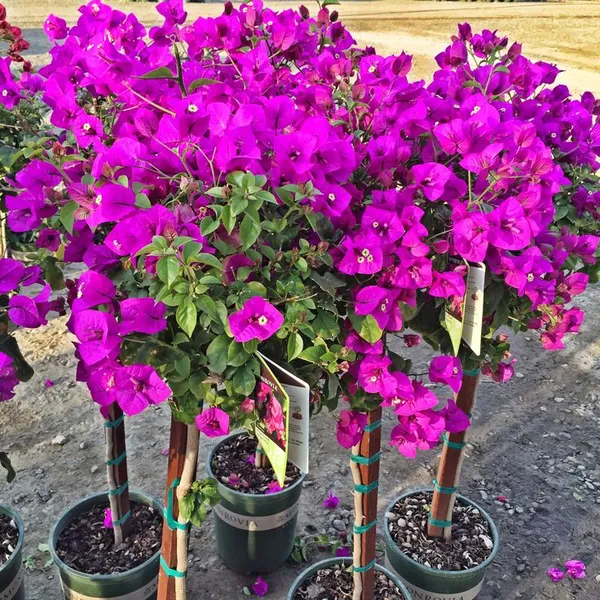 Beauty_Bougainvillea_Purple_Thoka_?_1.5-3.5_Ft_Flowering_Plant_(Pack_Of_1)
