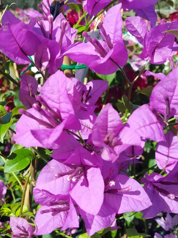 Beauty_Bougainvillea_Purple_Thoka_?_1.5-3.5_Ft_Flowering_Plant_(Pack_Of_1)