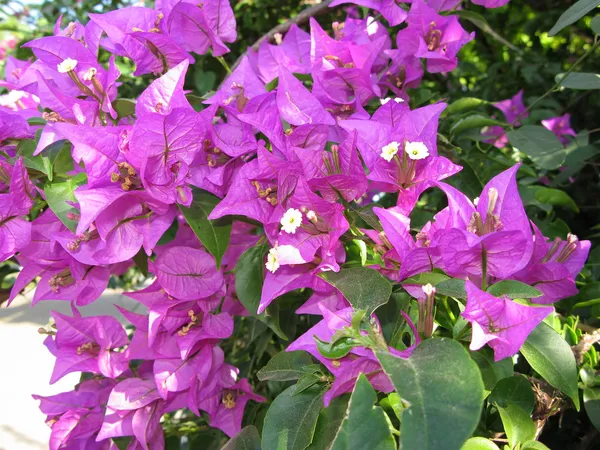 Beauty_Bougainvillea_Purple_Thoka_?_1.5-3.5_Ft_Flowering_Plant_(Pack_Of_1)