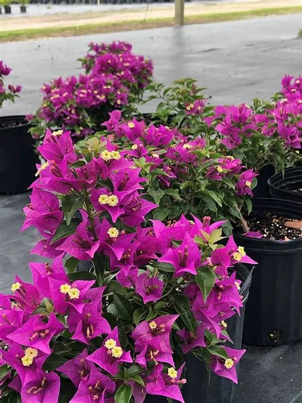 Beauty_Bougainvillea_Purple_Thoka_?_1.5-3.5_Ft_Flowering_Plant_(Pack_Of_1)