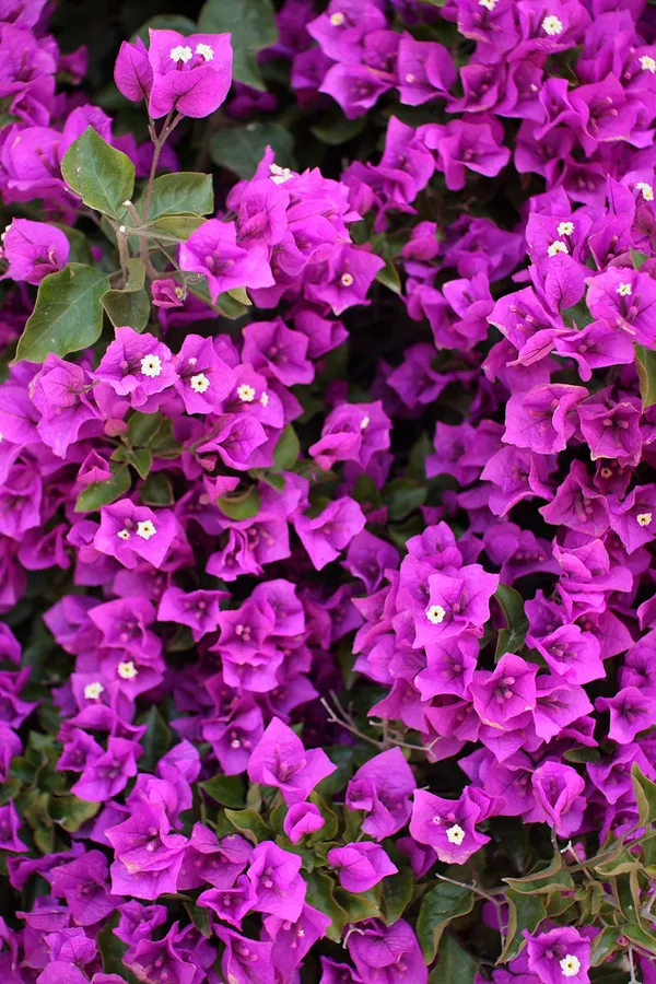 Beauty_Bougainvillea_Purple_Thoka_?_1.5-3.5_Ft_Flowering_Plant_(Pack_Of_1)