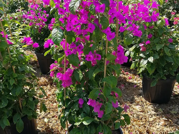 Beauty_Bougainvillea_Purple_Thoka_?_1.5-3.5_Ft_Flowering_Plant_(Pack_Of_1)