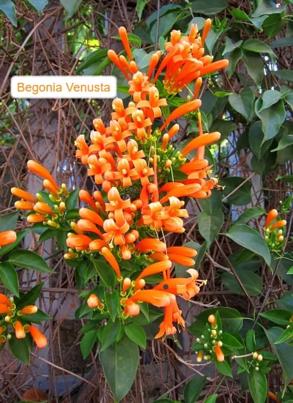 Begonia_Venusta_Flowering__Plant_For_Shrub_&_Home_Gardening,_Beautiful_Orange_Begonia_Plant_Size:_1.5-3.5_Ft,_Suitable_For_Outdoor_(Pack_Of_1)