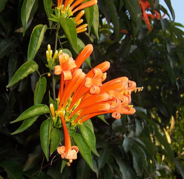 Begonia_Venusta_Flowering__Plant_For_Shrub_&_Home_Gardening,_Beautiful_Orange_Begonia_Plant_Size:_1.5-3.5_Ft,_Suitable_For_Outdoor_(Pack_Of_1)