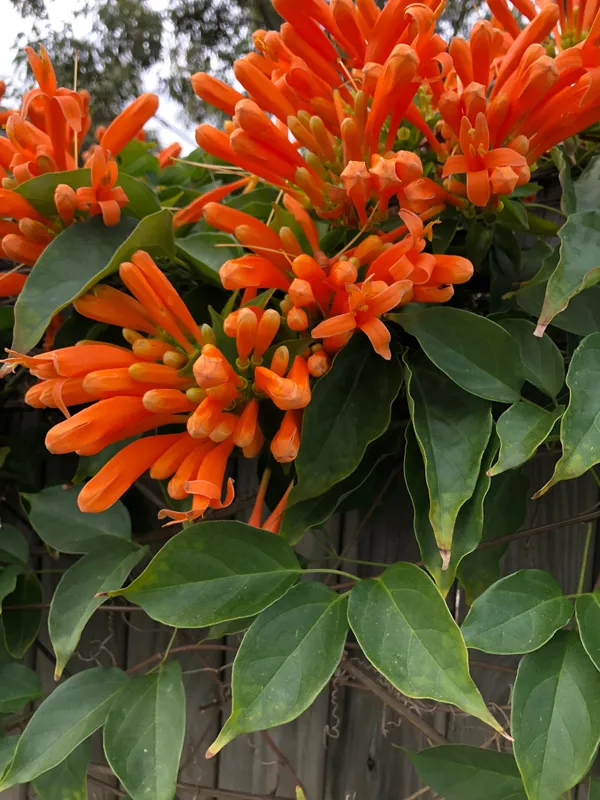 Begonia_Venusta_Flowering__Plant_For_Shrub_&_Home_Gardening,_Beautiful_Orange_Begonia_Plant_Size:_1.5-3.5_Ft,_Suitable_For_Outdoor_(Pack_Of_1)