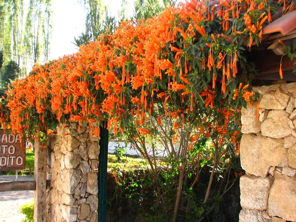 Begonia_Venusta_Flowering__Plant_For_Shrub_&_Home_Gardening,_Beautiful_Orange_Begonia_Plant_Size:_1.5-3.5_Ft,_Suitable_For_Outdoor_(Pack_Of_1)