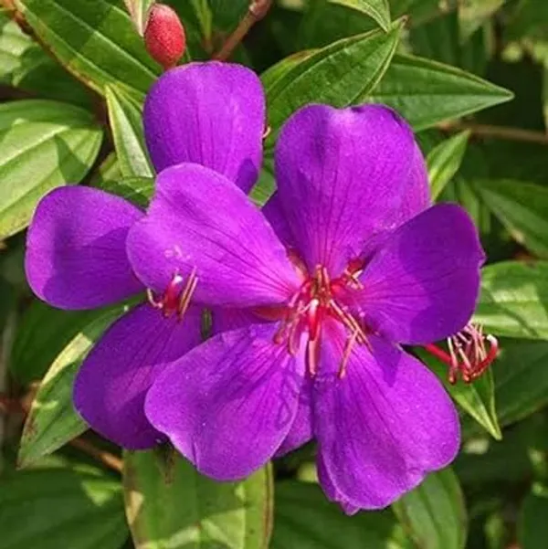 Begum_Bahar_Grafted_Flowering_Plant_(Pack_Of_1)