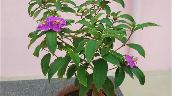 Begum_Bahar_Grafted_Flowering_Plant_(Pack_Of_1)