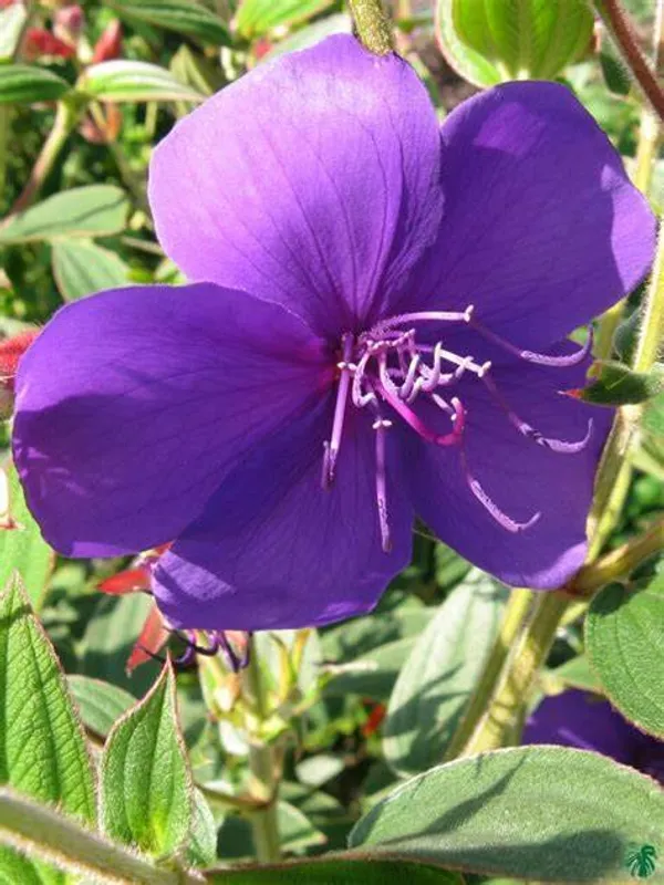 Begum_Bahar_Grafted_Flowering_Plant_(Pack_Of_1)