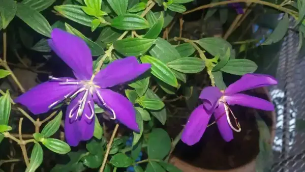 Begum_Bahar_Grafted_Flowering_Plant_(Pack_Of_1)