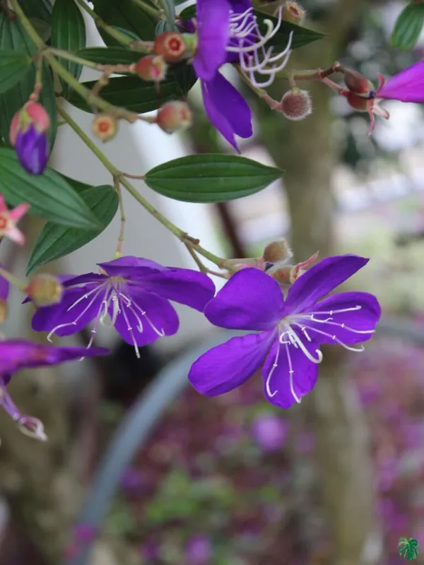 Begum_Bahar_Grafted_Flowering_Plant_(Pack_Of_1)