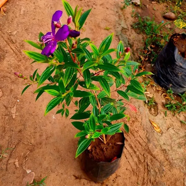 Begum_Bahar_Tibouchina_Semidecandra_Princess_Flower_Purple_Glory_Tree_Ornamental_Plant