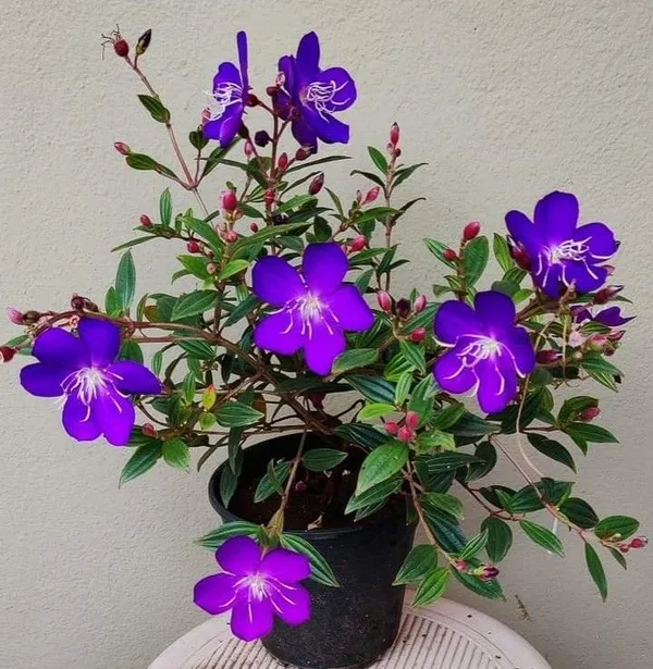 Begum_Bahar_Tibouchina_Semidecandra_Princess_Flower_Purple_Glory_Tree_Ornamental_Plant