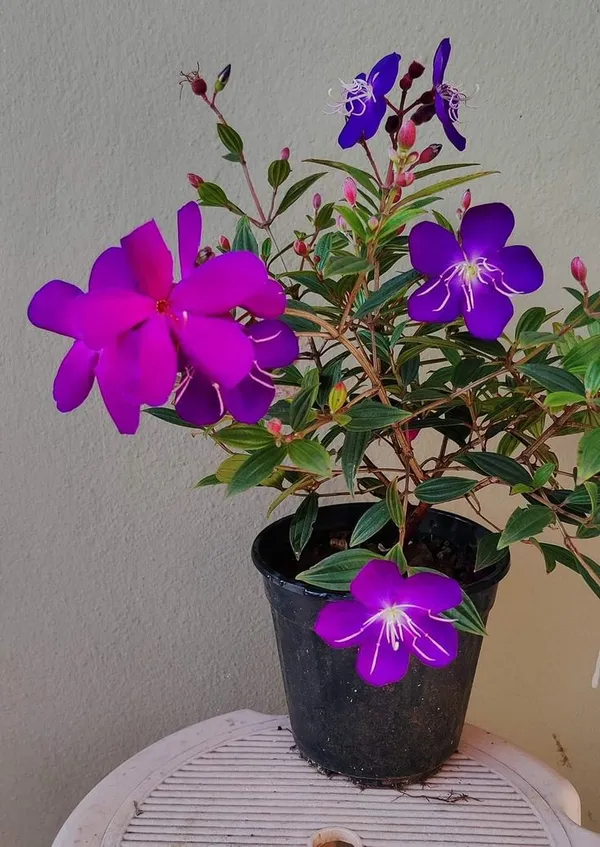 Begum_Bahar_Tibouchina_Semidecandra_Princess_Flower_Purple_Glory_Tree_Ornamental_Plant