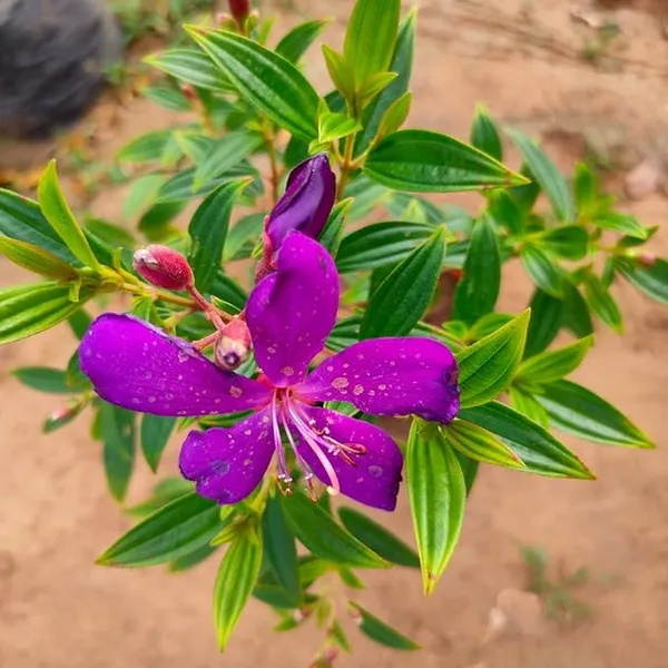 Begum_Bahar_Tibouchina_Semidecandra_Princess_Flower_Purple_Glory_Tree_Ornamental_Plant
