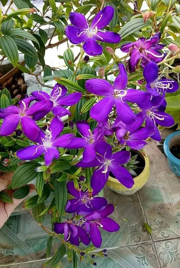 Begum_Bahar_Tibouchina_Semidecandra_Princess_Flower_Purple_Glory_Tree_Ornamental_Plant