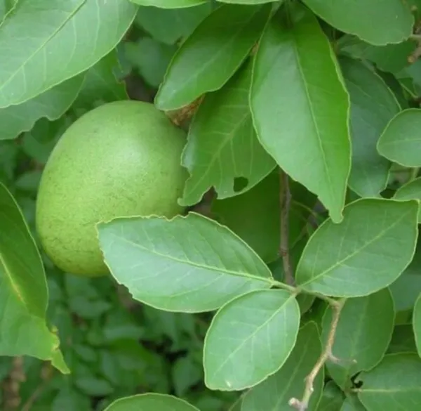 Thai_All_Time_Bel_Pattra_/_Bel_Fruit_Plant_(Pack_of_1)