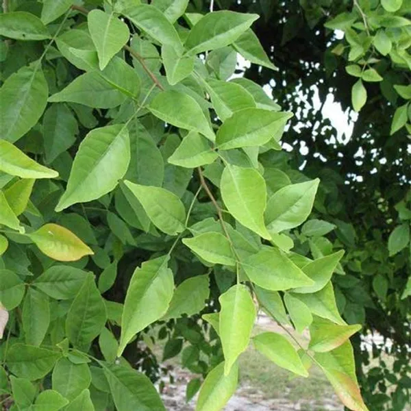 Thai_All_Time_Bel_Pattra_/_Bel_Fruit_Plant_(Pack_of_1)