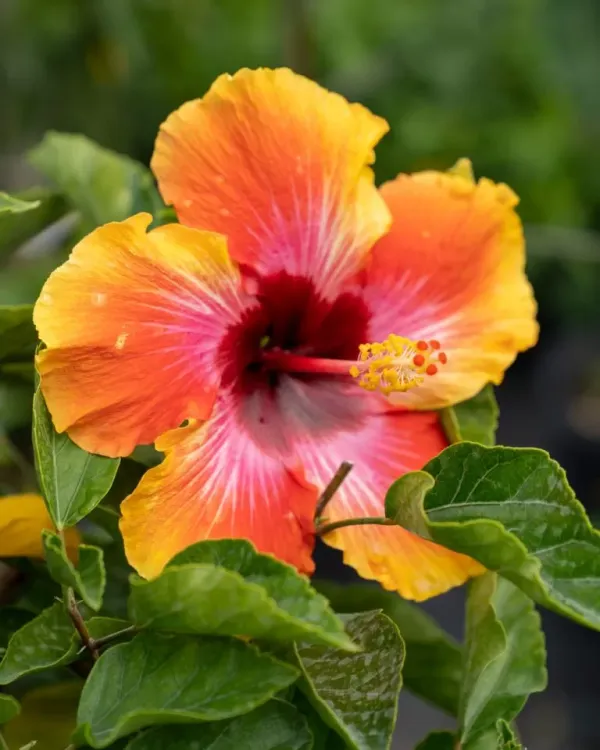 Bicolor_Hibiscus_Flowering_Plant_&_Tree_For_Home_Gardening_Grafted,_Pack_Of_1)