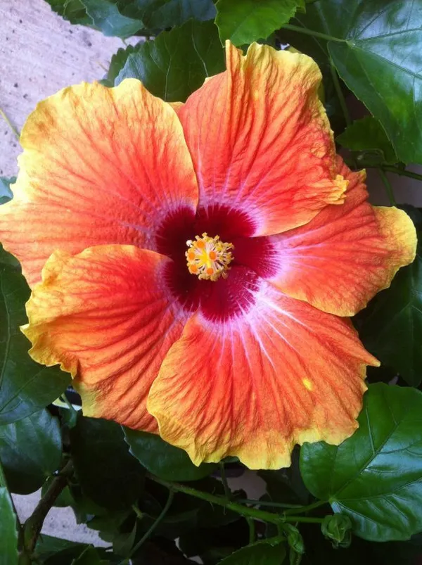 Bicolor_Hibiscus_Flowering_Plant_&_Tree_For_Home_Gardening_Grafted,_Pack_Of_1)