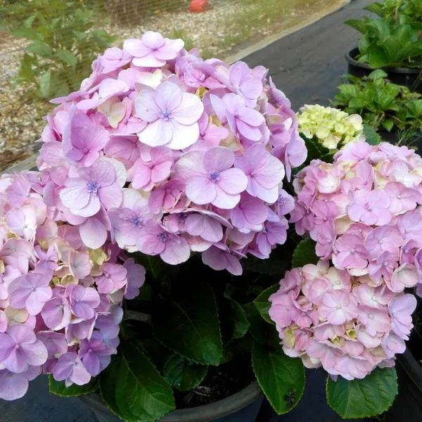 Bicolor_Hydrangea_Flowering_Plant_For_Shrub/Home_Gardening