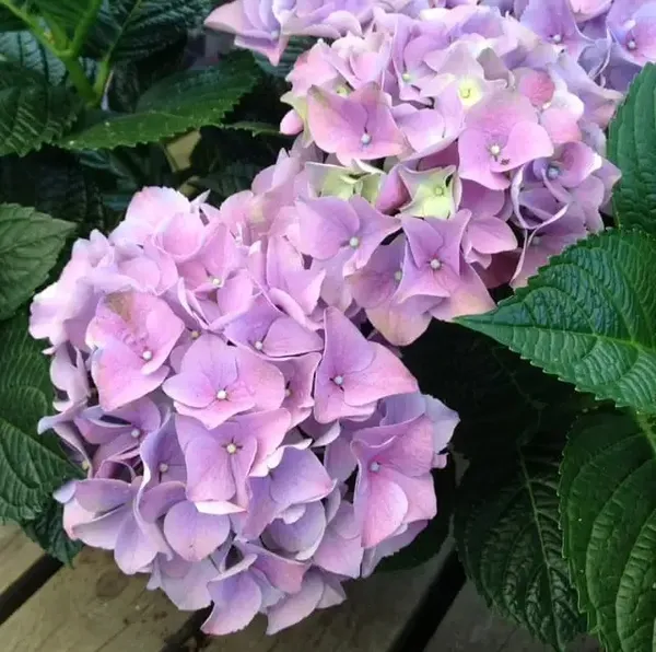 Bicolor_Hydrangea_Flowering_Plant_For_Shrub/Home_Gardening