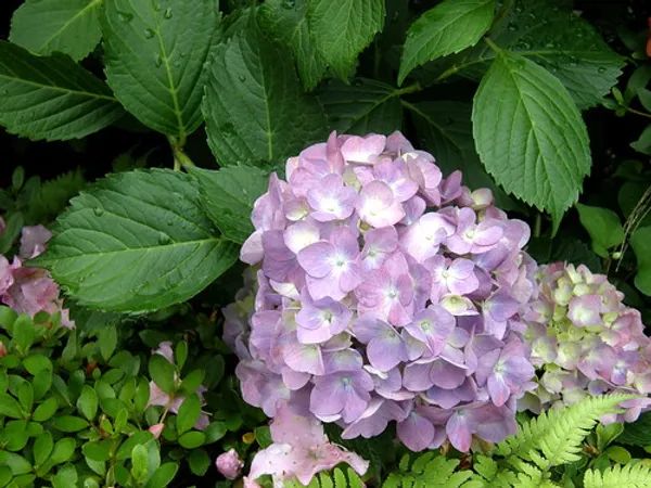 Bicolor_Hydrangea_Flowering_Plant_For_Shrub/Home_Gardening