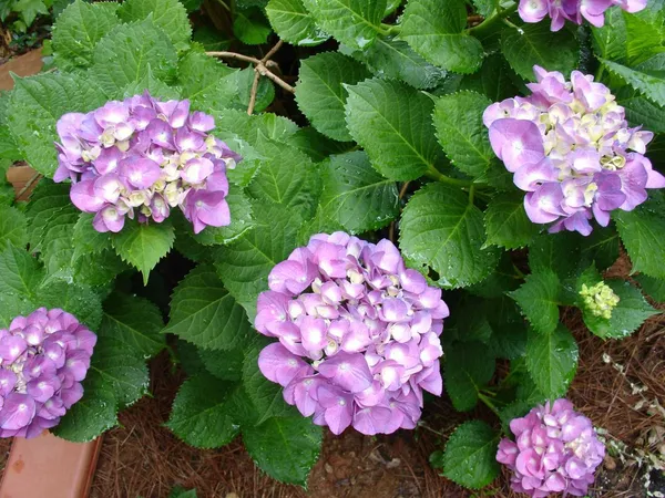 Bicolor_Hydrangea_Flowering_Plant_For_Shrub/Home_Gardening