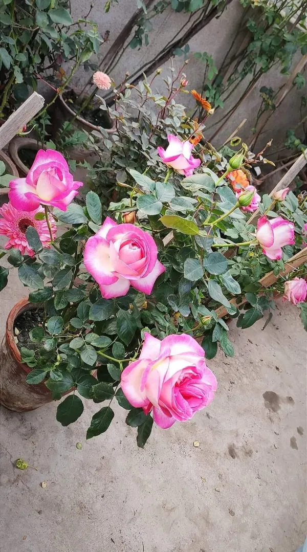 White_Rose_With_Pink_Edges_(Grafted)_Flower_Plant_1.5-3.5_Ft_Hight_For_Home_Gardening_(Hybrid,_Pack_Of_1)