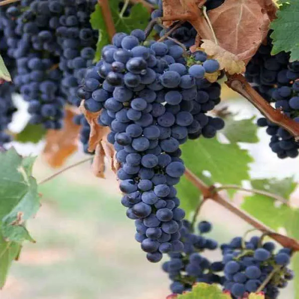 Black_Grapes_Plant_Thai_Verity_Seedless_(Pack_Of_1)