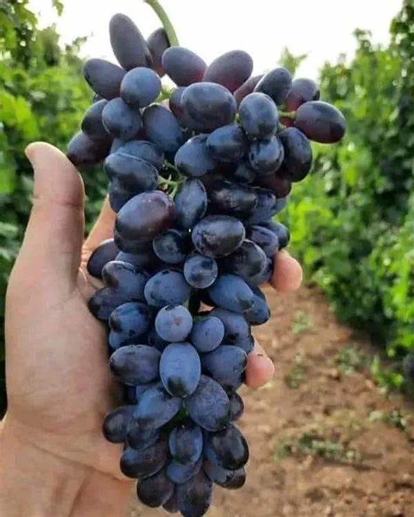 Black_Grapes_Plant_Thai_Verity_Seedless_(Pack_Of_1)