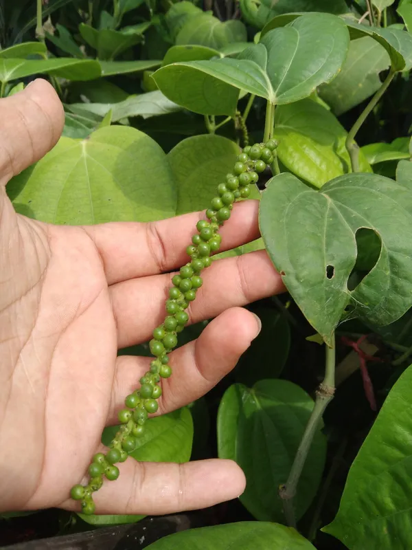 Black_Pepper_Plant_with_Fruit