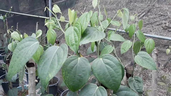 Black_Pepper_Plant_with_Fruit