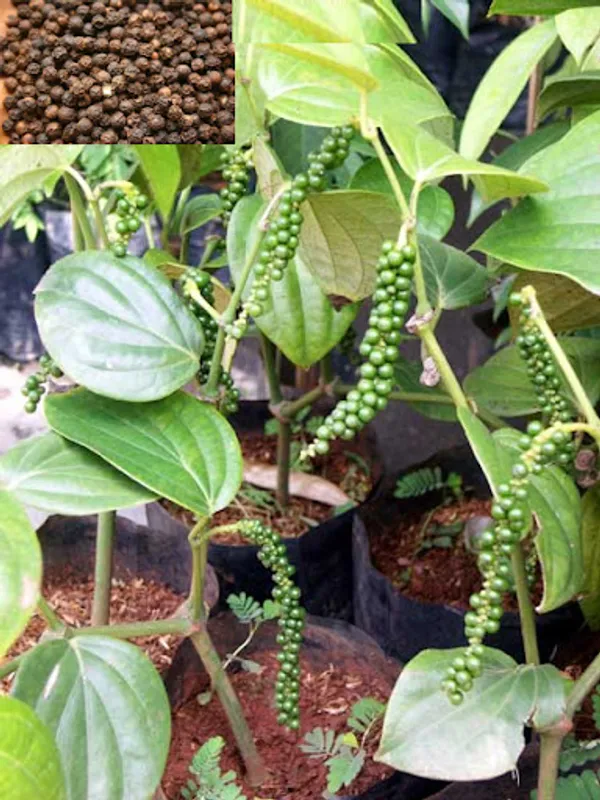 Black_Pepper_Plant_with_Fruit