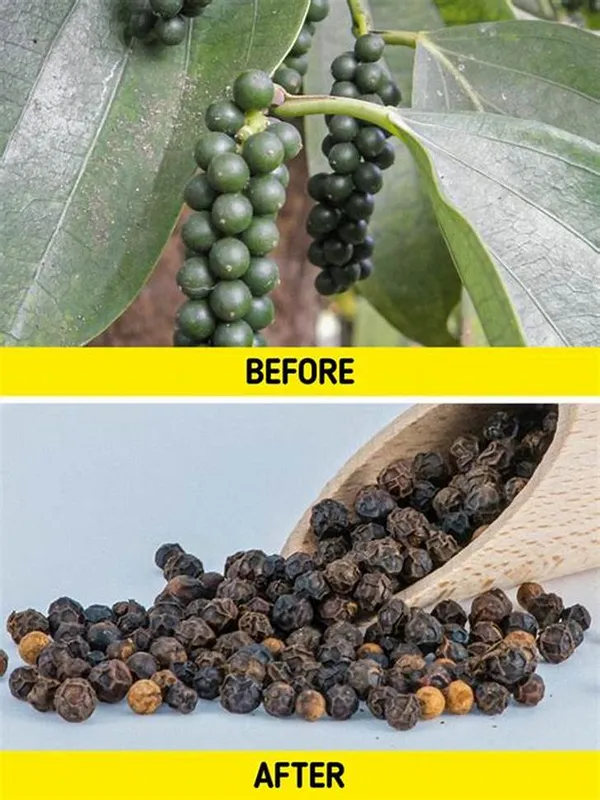 Black_Pepper_Plant_with_Fruit