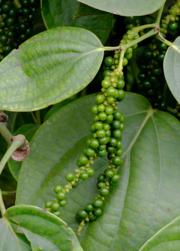 Black_Pepper_Plant_with_Fruit