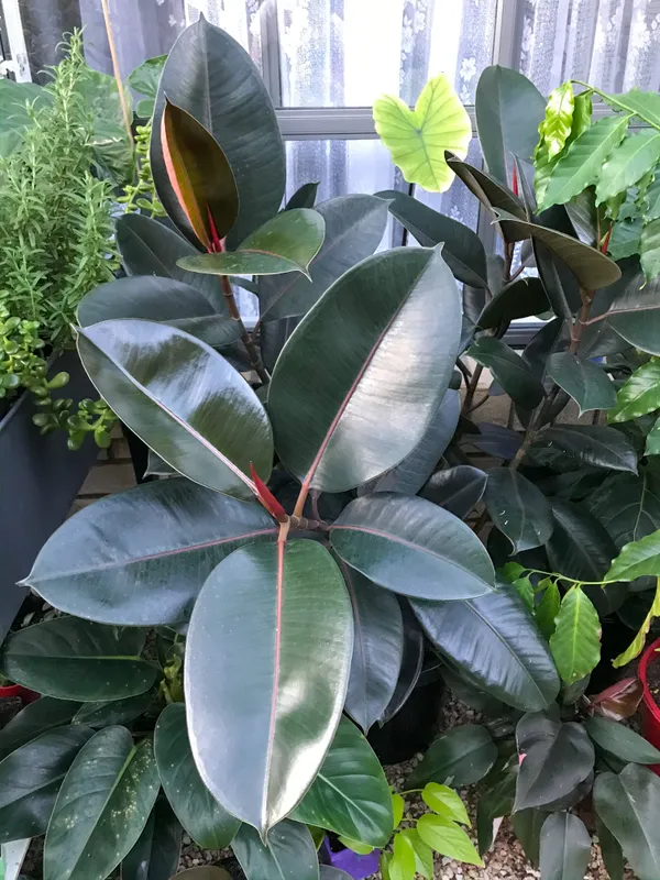 Black_Rubber(_Air_Purifying_)_Indoor_Plant
