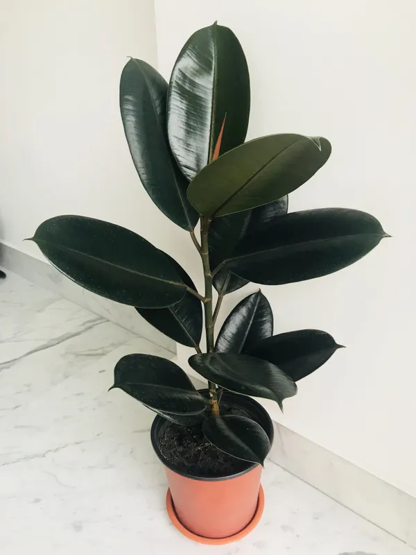 Black_Rubber(_Air_Purifying_)_Indoor_Plant