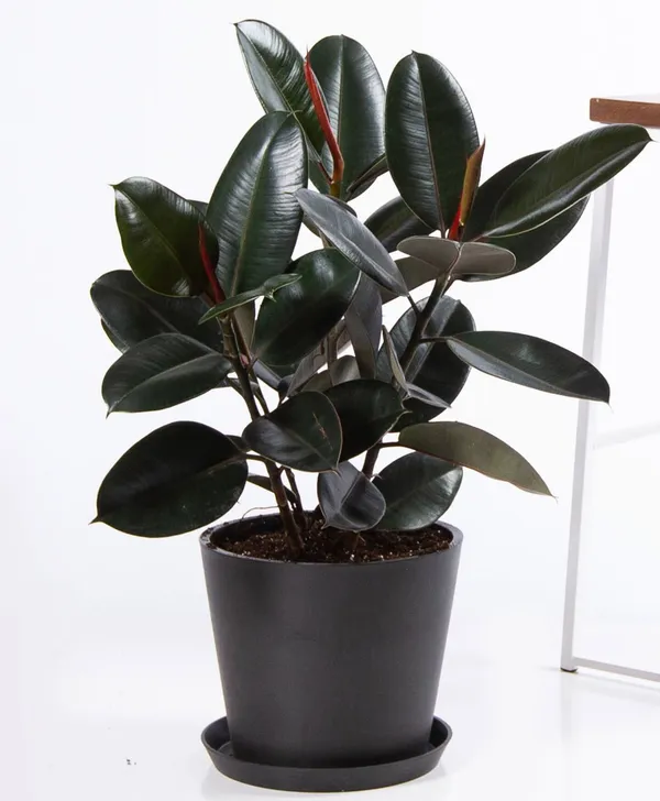 Black_Rubber(_Air_Purifying_)_Indoor_Plant