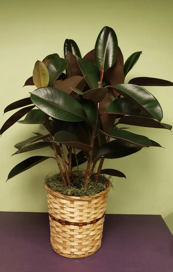 Black_Rubber(_Air_Purifying_)_Indoor_Plant