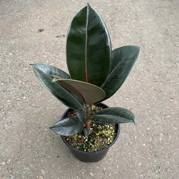 Black_Rubber(_Air_Purifying_)_Indoor_Plant