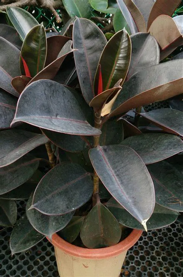 Black_Rubber(_Air_Purifying_)_Indoor_Plant